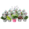 New Colour your Garden Mix Duo Topf-Ø ca. 13 cm