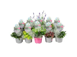 New Colour your Garden Mix Duo Topf-Ø ca. 13 cm