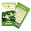 Sale Deine Gartenwelt Gänseblümchen Einfach Weiß Samen