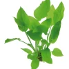Dennerle Plants Aquariumpflanze Echinodorus Argentinensis XML Pflanze