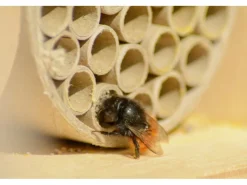 Outlet Dobar Profi-Insektenhotel für Wildbienen 16 cm x 12,5 cm x 23 cm Birke