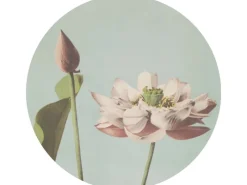 ESTAhome Selbstklebende Runde Tapete Lotusblume Altrosa und Graublau Ø 70 cm 158994