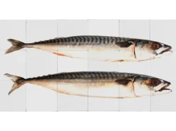 New ESTAhome Wandtattoo Fische Grau 97 x 48,5 cm 159030