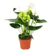 Exotenherz Flamingoblume Sierra White Weiss Anthurium Andreanum 14cm