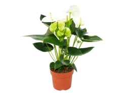 Exotenherz Flamingoblume Sierra White Weiss Anthurium Andreanum 14cm