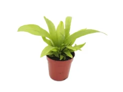 Exotenherz Minipflanze Asplenium Antiquum Nestfarn Ideal für Kleine Schalen und Gläser Babyplant im 5,5cm Topf
