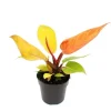 New Exotenherz Philodendron Prince Of Orange Orangener Baumfreund 12cm Topf