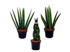 Hot Exotenherz Sansevieria Cylindrica Pfiffiges 3Er Set im 6,5cm Topf Bogenhanf Schwiegermutterzunge