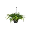 Exotenherz Tarantel Farn Vogelspinnenfarn Spinnenfarn Humata Tyermannii Zimmerpflanze 14cm Ampeltopf zum Hängen