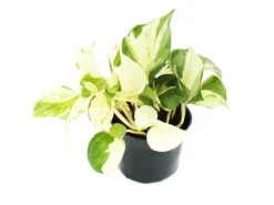 Exotenherz Weißbunte Efeutute Epipremnum Happy Leaf Scindapsus 12cm Topf Rankende Zimmerpflanze