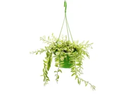 Exotenherz Zimmerpflanze zum Hängen Aeschynanthus Bicolor Panaschierte Schamblume 14cm Ampel