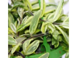 Exotenherz Zimmerpflanze zum Hängen Aeschynanthus Bicolor Panaschierte Schamblume 14cm Ampel