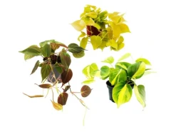 Exotenherz Zimmerpflanzen Trio Rankende Baumfreunde Set mit 3 Verschiedenen Philodendron Arten