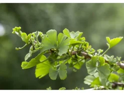 Ginkgo Biloba Troll Fächerblattbaum Kompakt 120 cm Stammhöhe