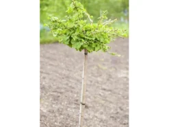 Ginkgo Biloba Troll Fächerblattbaum Kompakt 120 cm Stammhöhe