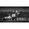 Pro Art Glasbild Herd of Deer 125 cm x 50 cm