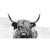 Pro Art Glasbild Scott. Highland Cattle ll 80 cm x 30 cm