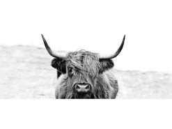 Pro Art Glasbild Scott. Highland Cattle ll 80 cm x 30 cm