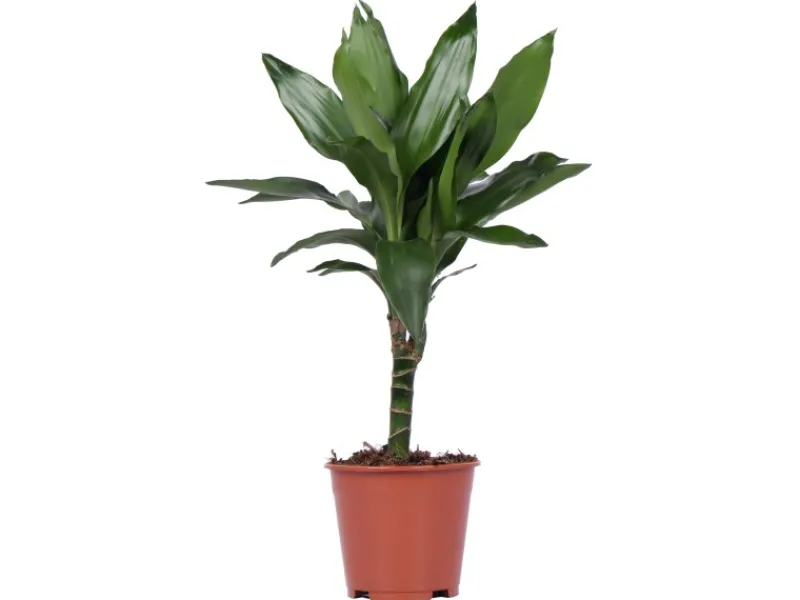 Grünpflanzen in Sorten Höhe ca. 50 - 65 cm Topf-Ø ca. 14 cm