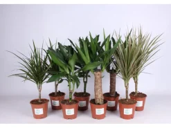 Grünpflanzen in Sorten Höhe ca. 50 - 65 cm Topf-Ø ca. 14 cm