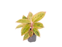 GROW by OBI Kolbenfaden in Sorten Grün-Rot Höhe 30-35 cm Topf Ø 12 cm Aglaonema