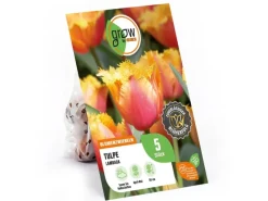 Discount GROW by OBI Tulpe Lambada Orange 5 Stück Tulipa fringed Lambada