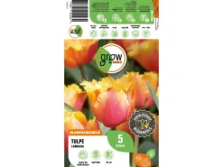 Discount GROW by OBI Tulpe Lambada Orange 5 Stück Tulipa fringed Lambada