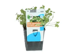 Online GROW by OBI Wassernabel Bunt Topf-Ø ca. 11 cm