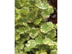 Online GROW by OBI Wassernabel Bunt Topf-Ø ca. 11 cm