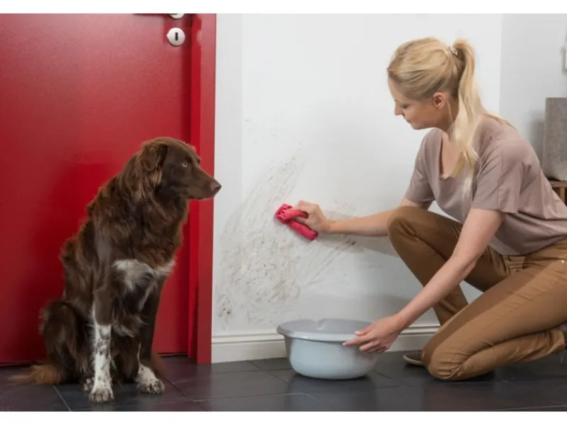 Hot Histor Clean Wandfarbe Weiß seidenmatt 5 l