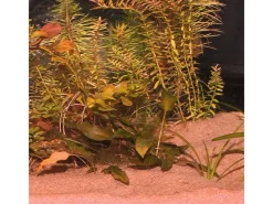 JBL Aquarium Bodengrund Sansibar Rot 5 kg