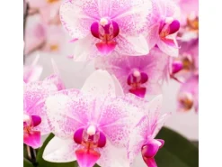 Kolibri Orchids Rosa Phalaenopsis Orchidee Mineral Rotterdam Topfgröße 9cm
