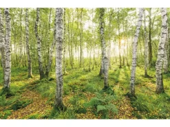 Best Komar Fototapete Vlies Birch Trees 400 x 250 cm