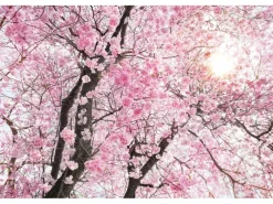 Komar Fototapete Vlies Bloom 400 x 260 cm