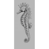 Discount Komar Fototapete Vlies Seahorse Panel 100 x 250 cm 100 x 250 cm