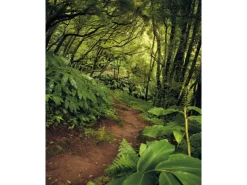 Best Komar Fototapete Vlies The Path 200 x 250 cm