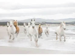 Online Komar Fototapete White Horses 368 cm x 254 cm FSC®