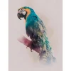 Komar Wandbild Animals Parrot 30 x 40 cm