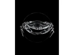Komar Wandbild Crab Black 30 x 40 cm
