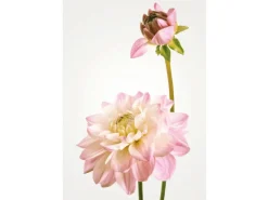 Komar Wandbild Dahlia 50 x 70 cm