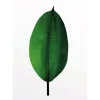 Komar Wandbild Ficus Leaf 30 x 40 cm