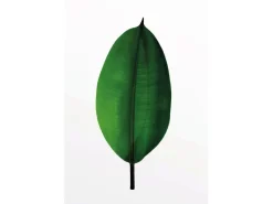 Komar Wandbild Ficus Leaf 50 x 70 cm
