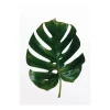 Komar Wandbild Monstera Leaf 30 cm x 40 cm