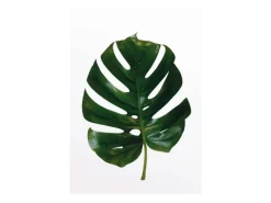Komar Wandbild Monstera Leaf 30 cm x 40 cm