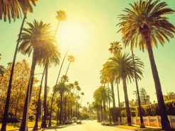 Hot Komar Wandbild Palm Alley 70 x 50 cm