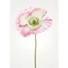 Komar Wandbild Poppy 50 x 70 cm