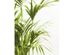 Best Komar Wandbild Reed Leaves 40 x 50 cm