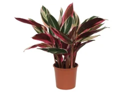 Online GROW by OBI Korbmarante "Triostar" Höhe ca. 50 - 55 cm Topf-Ø ca. 14 cm