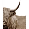 Sale Pro Art Leinwandbild Basic Anonymus Scott. Highland Cattle ll 77 cm x 57 cm