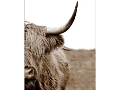 Sale Pro Art Leinwandbild Basic Anonymus Scott. Highland Cattle ll 77 cm x 57 cm